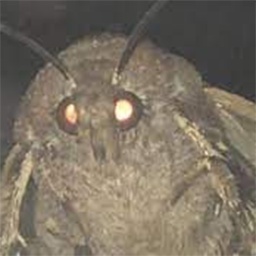 Domyno_squad-Moth_Suit icon