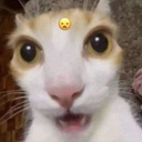 DonutPALS-Notimescoollethalcompanymodpackmodded icon