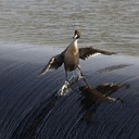 DougHRito-SurfinDuck icon