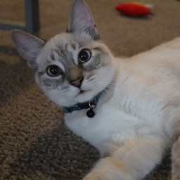 Dra_is_Awesome-King_Dra icon