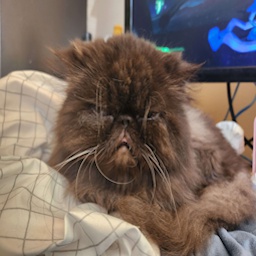 DumbBitch-Dumb_Bitches icon