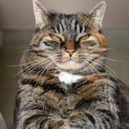 Durptons-DurptonsModPack icon