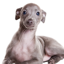 Dustoon-Dustoons_funny_video_pack_2 icon