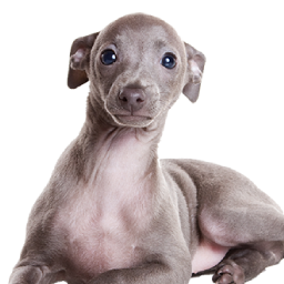 Dustoon-Dustoons_funny_video_pack_2 icon