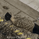 EKLITOSTEAM-Yakuza0_Reign_Meltdown_Music icon