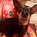 El_Raton-Lil_Moga_Pack icon