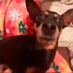 El_Raton-Lil_Moga_Pack icon