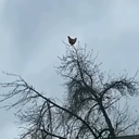 Erizobonito-YippeeBug icon