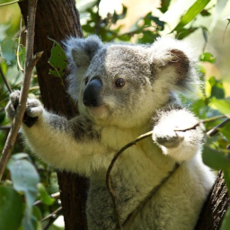 Eucalyptus-Koalas_Weapons_and_Valuables icon