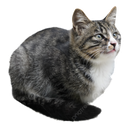 Family_Friendly_Weed-Amoebas icon