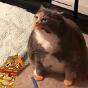 FatCats-Cats_Modpack icon