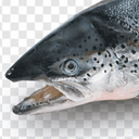 FingerBlasters-KaleBeats icon