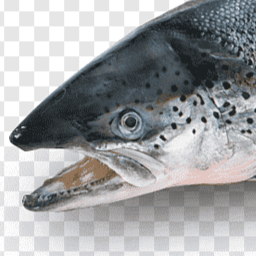 FingerBlasters-KaleBeatsWorking icon