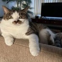 FireWavePhantom-WiltedAlexStreamPack icon