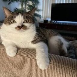 FireWavePhantom-WiltedAlexStreamPack icon