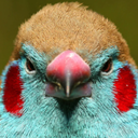 Firebug-Nest_LEAK icon