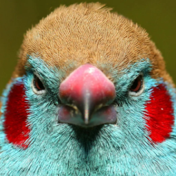 Firebug-Nest_LEAK icon