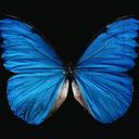 Firey_skull-ButterflyEffectCompany icon