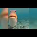 Flippin225-AUGHShipHorn icon