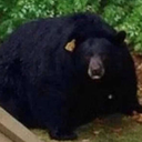 Florbus-TentShapedBearModpack icon