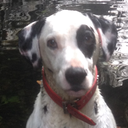 Flumph-DogSuits icon