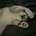 FoodTeam-redbeanpack1 icon