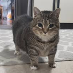 FoxTales-UIIA_Cat icon