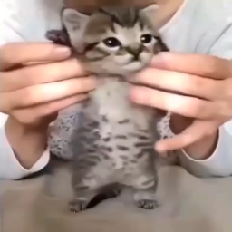 Foxware-Pinkcore_TV icon