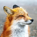 FyreFox-RepoFox icon