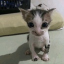 G3RKAs-Frokich_Paintings icon