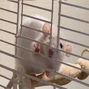 GANKER_MK2-GANK_REBORN icon