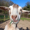 GHA-TheGoatPack icon