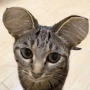 Gaggy-Gaggy_Pack icon