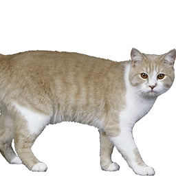 GangBang69-Sigmamodpack icon