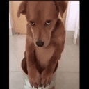 GangbangGangsters-GGModpack icon