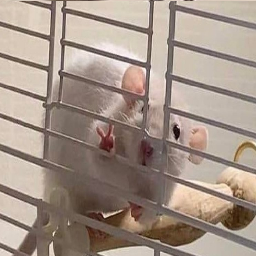 Ganker-GankMods_LC icon