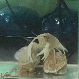 GarStudios-Jco9000s_Crawfish icon