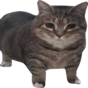 GarStudios-Oiia_Cat_Valuable icon