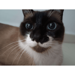 GatekeeperCat-The_Funky_GC_Modpack icon