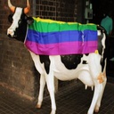 GayCows29-GayCows29Pack icon