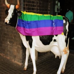 GayCows29-GayCows29Pack icon
