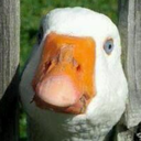 Geese-GoosePack icon