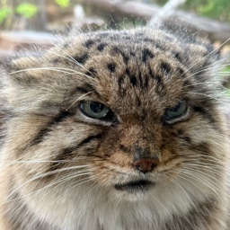 Generic_GMD-Generic_Doorscript icon