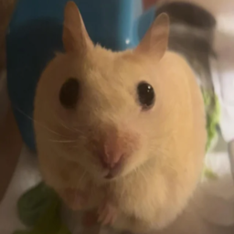 Gerbilteam-hampterspotatomodpack icon