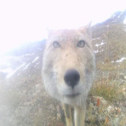 Gjou-plentygreenscreen icon