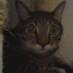 GnomeMemer1-GnomeModPack icon