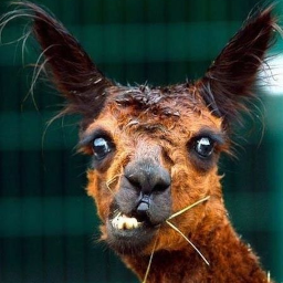 GoatCamelORilla-GoatCameloRilla icon