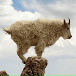 GoatGang-Goat_Gang_REPO_Modpack icon