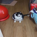 Goggleman-Jackbois icon