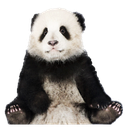 Goldpandacam-Cams_PandaPack icon